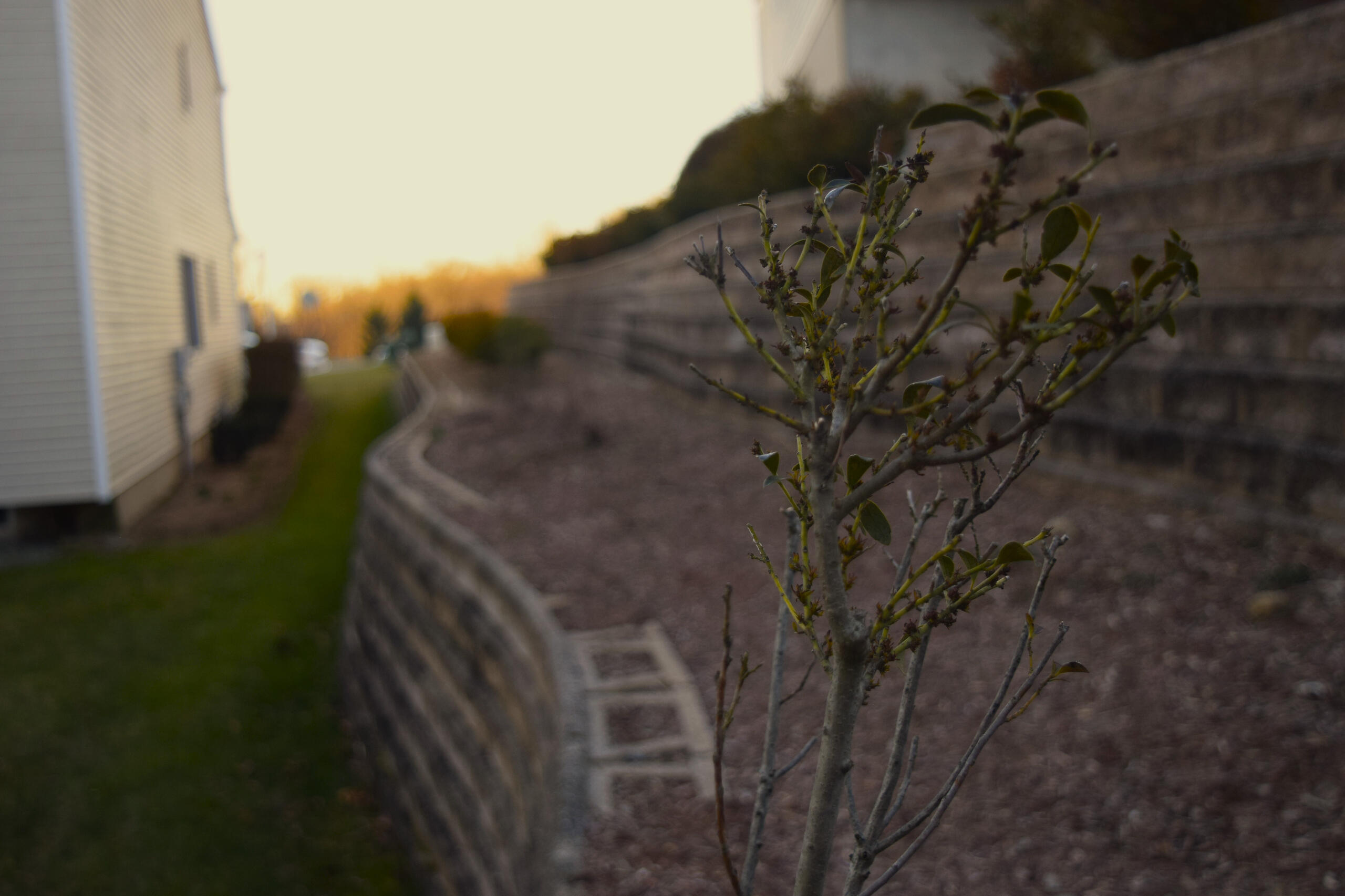 A sad lonely plant that seems to be struggling to survive.